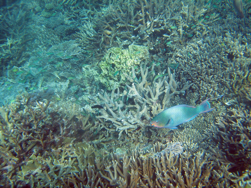 Reef & Marine Life